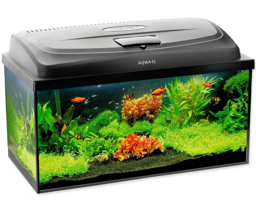 Akwarium 112 L Zestaw 80x35x40 Kupon Na Ryby Gratis Sklep Altum