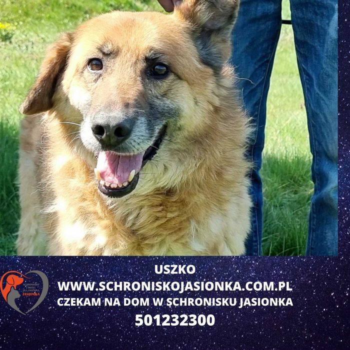 Uszko do adopcji – Schronisko Jasionka
