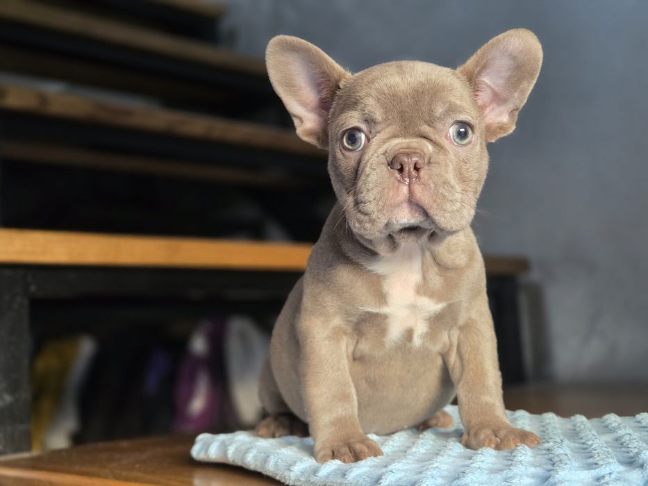 Бомбічна дівчинка французький бульдог