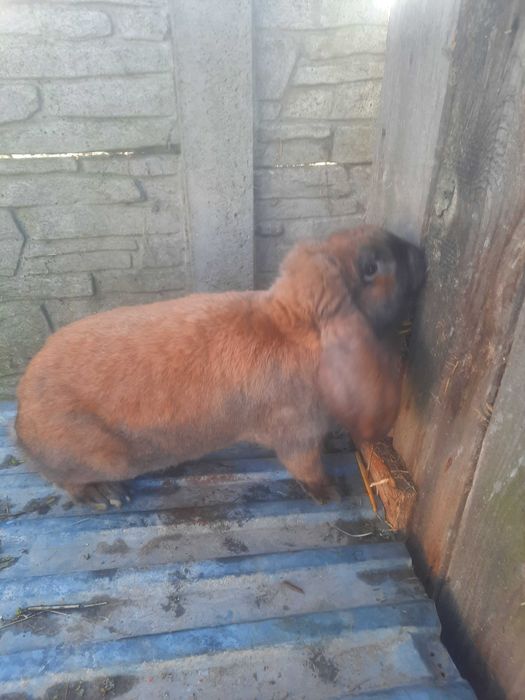 Samce barana francuskiego