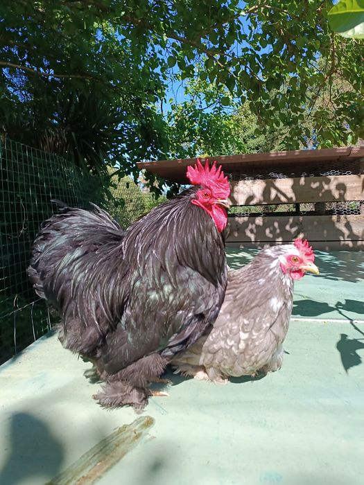 Ovos de Galinha Pekin