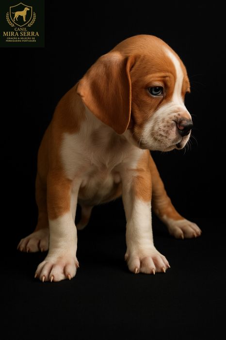 Perdigueiro Português Com Lop e Afixo