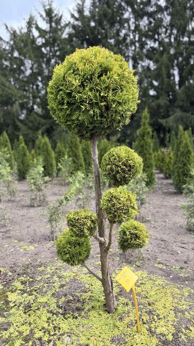 Formowna Thuja Rheingold Bonsai - Piękna ozdoba ogrodu!
