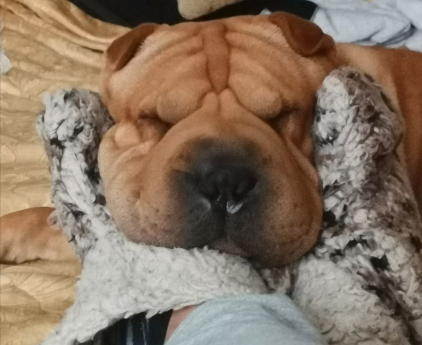 В'язка Шар-пей, вязка Шарпей, шукаємо подругу, случка