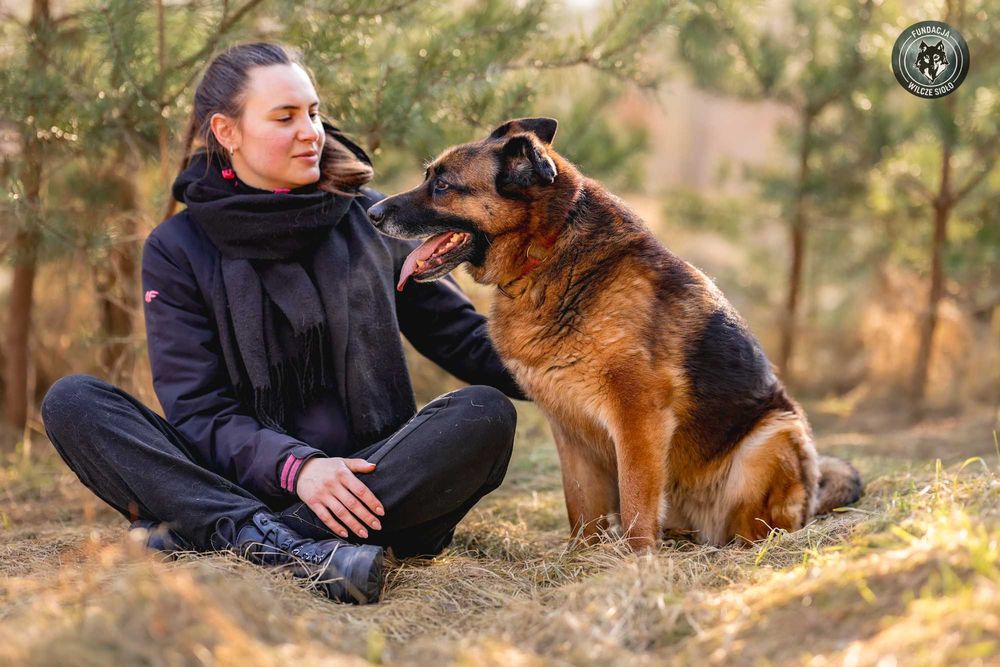 Korsa suczka , owczarek niemiecki , adopcja z fundacji