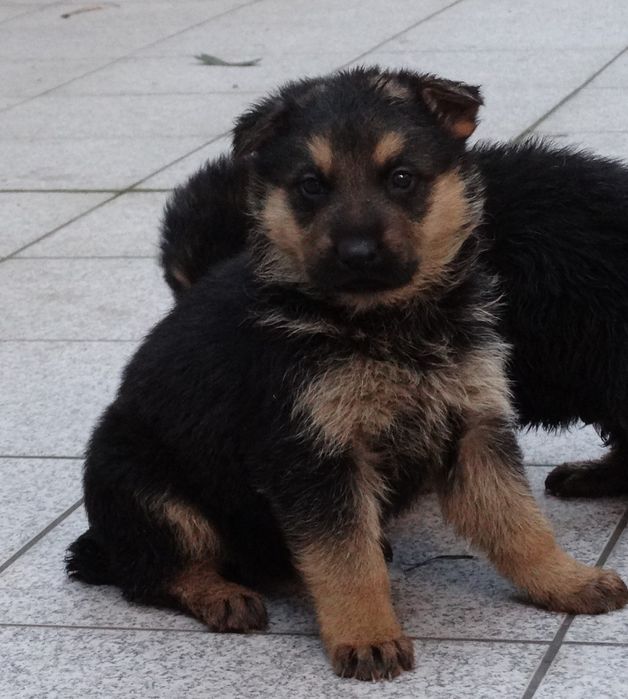 Pastor alemão macho