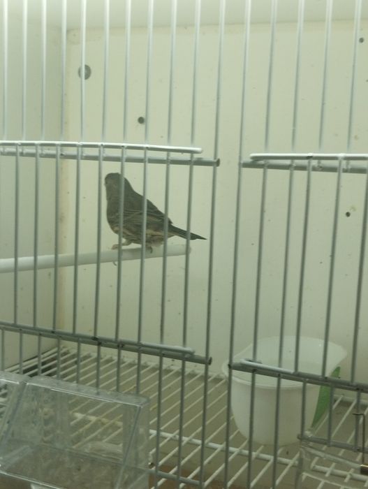 Fêmeas carpodacus mexicanus