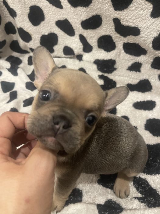 Filhote de Bulldog Francês - Blue Fawn