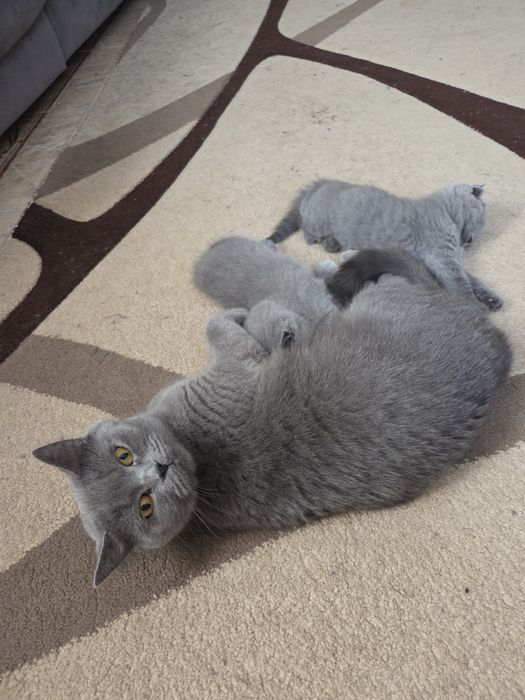 Шотландские котята