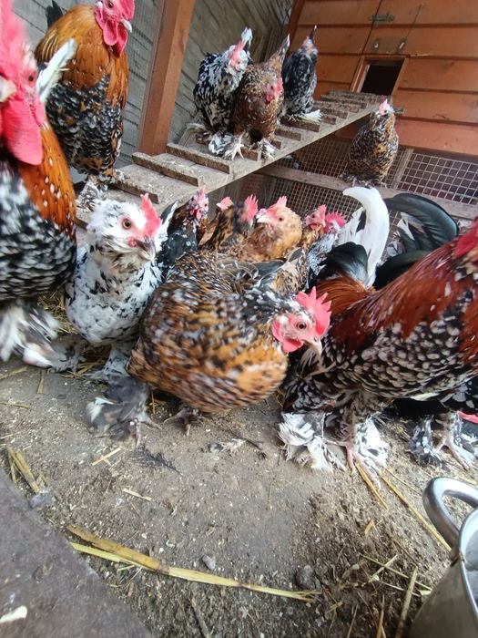 Kury Karzełek Łapciaty