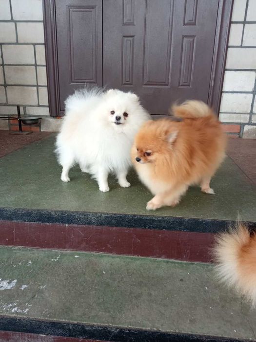 В'язка Померанський шпіц