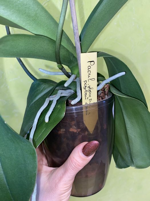 Орхідея домашня Рауль