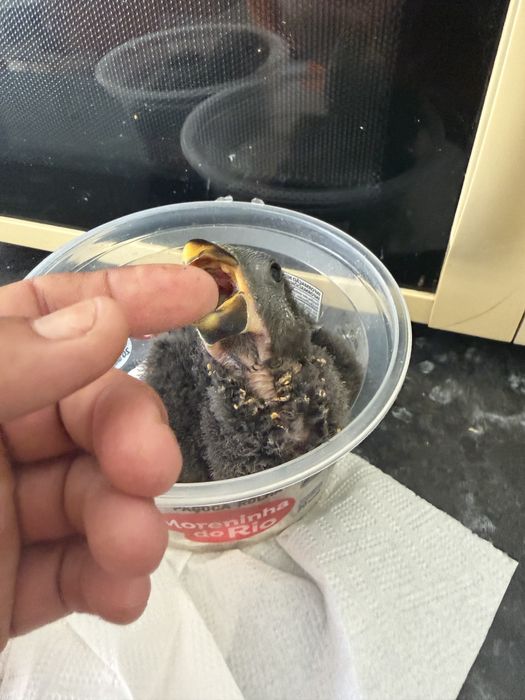 Disponíveis papagaio ecletus