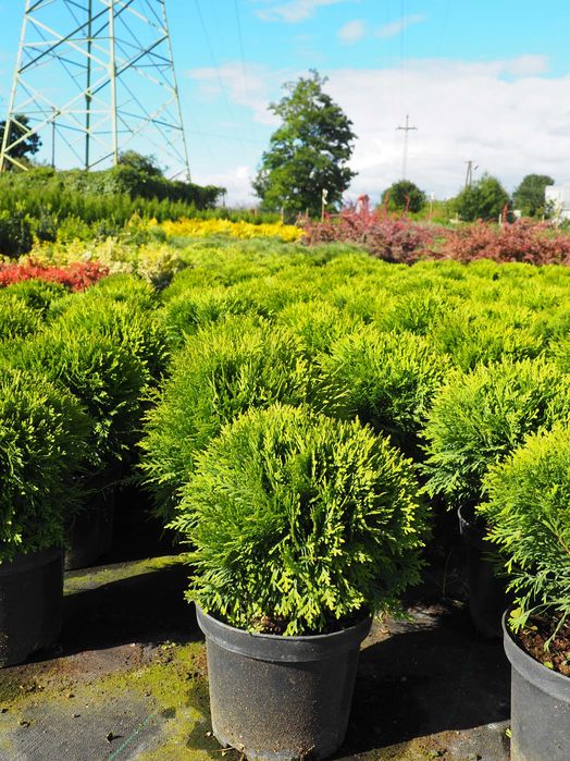 tuja brabant 100-140cm promocja Łabiszyn