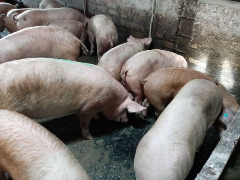 Продам свенней живым весом