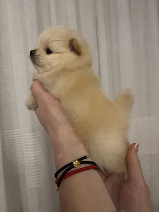 Померанський шпіц