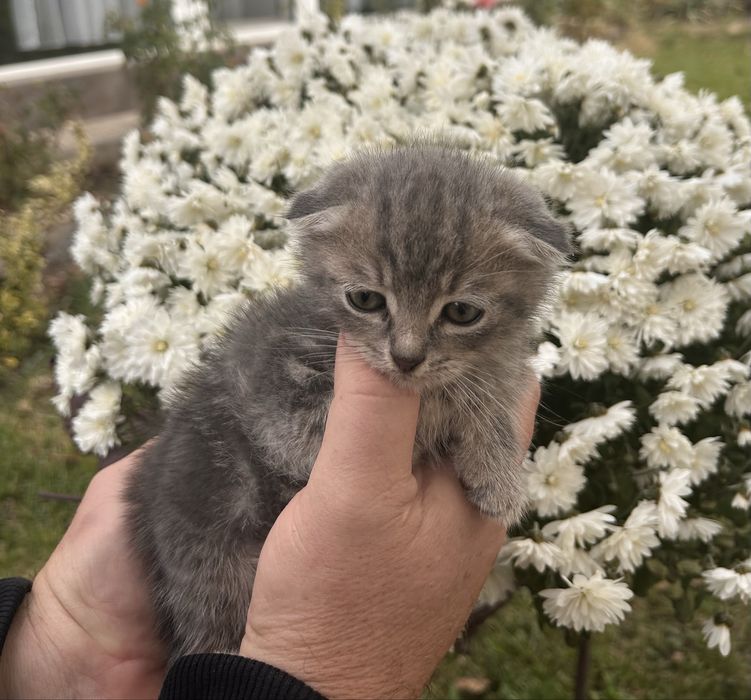 Котята отдам  в хорошие руки