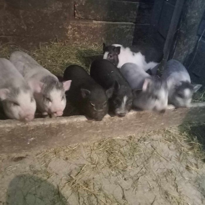 Продам в'єтнамські поросята ціна договірна 0