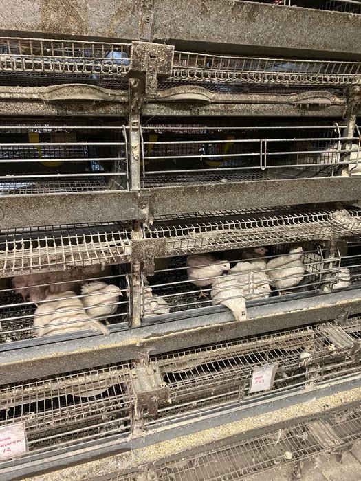 Клетка для перепелов