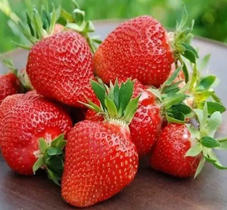 Розсада  полуниці рання в стаканах 200 Продаються файні флянці поземки