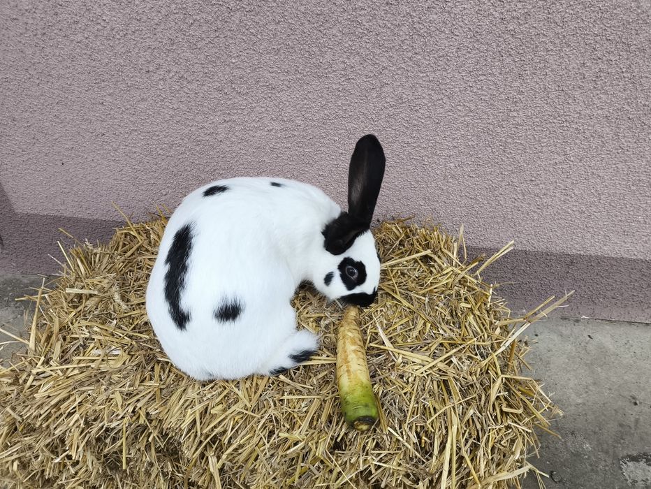 Продам кроликів є різні