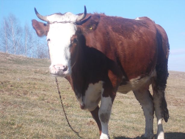 krowy na sprzedaż małopolskie