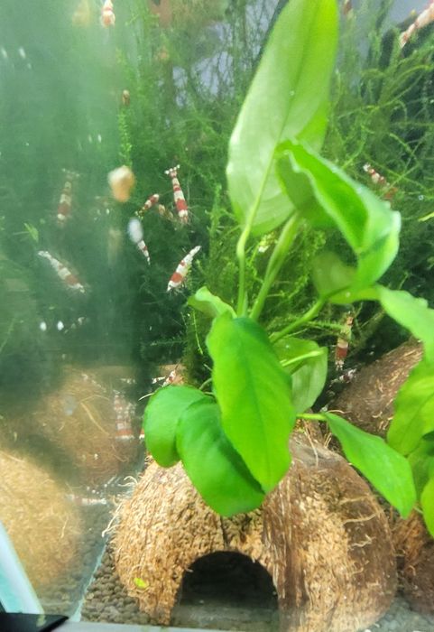 Ozdoba Akwariowa. Anubias na kokosie.