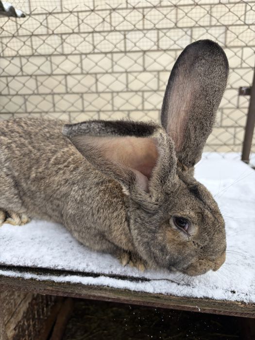Продам кролів різних порід . 200 грн кіло