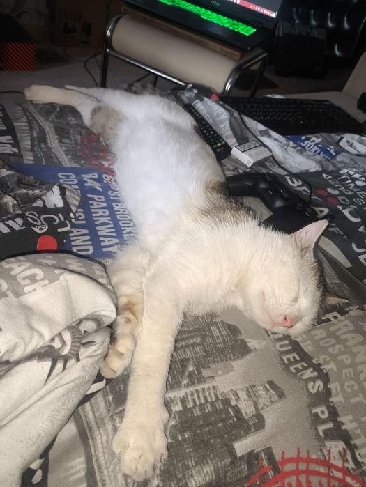 Отдам кота в хорошие руки