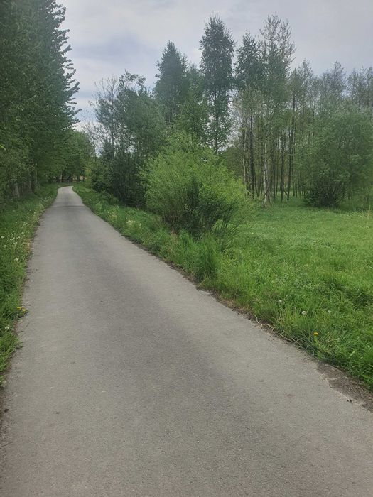 Sprzedam las na kosztowej 90 arow