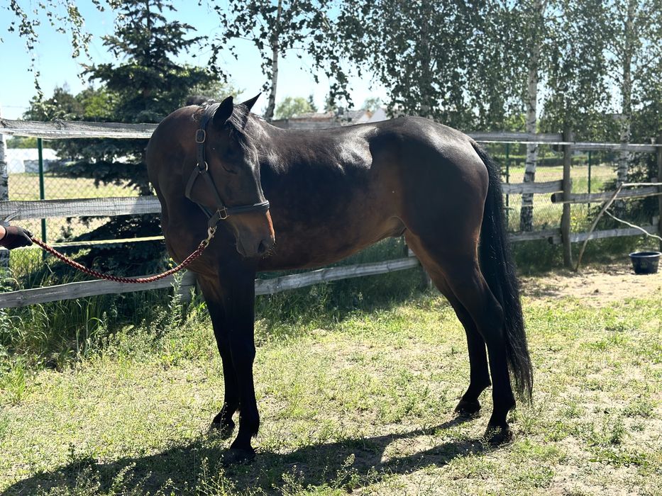 Sprzedam walacha westfalskiego, po LANDACORD