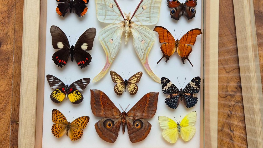Gablotka motyle Actias selene Marpesia Heliconius i inne na ścianę