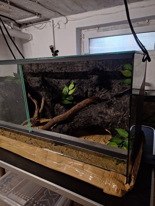 Terrarium gekon lamparci jaszczurka agama