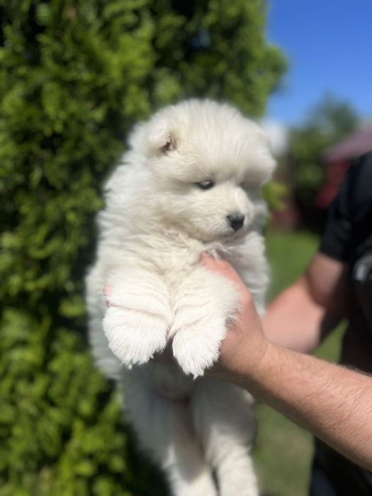 Цуценята самоед лайка