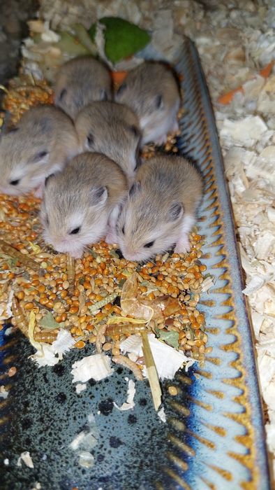 Chomik Roborowski – młode, zdrowe + wyprawka