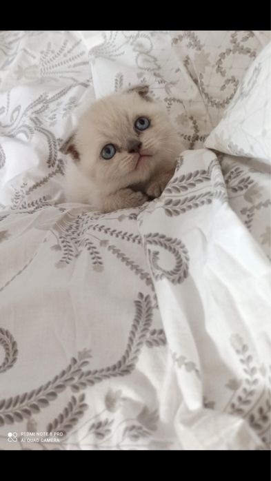 Кот для случки