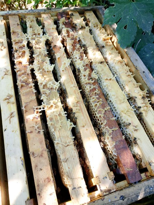 Продам бджолопакети