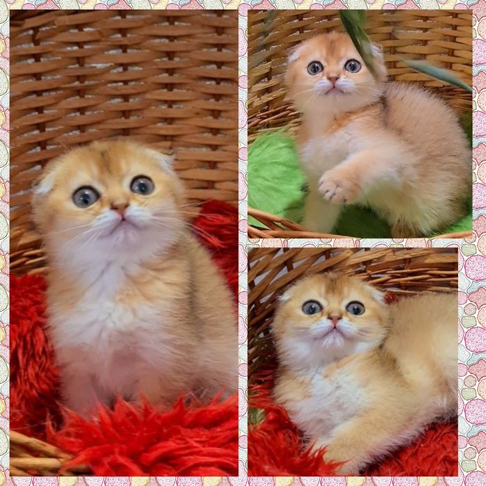 Шикарные котятки золотая шиншилла