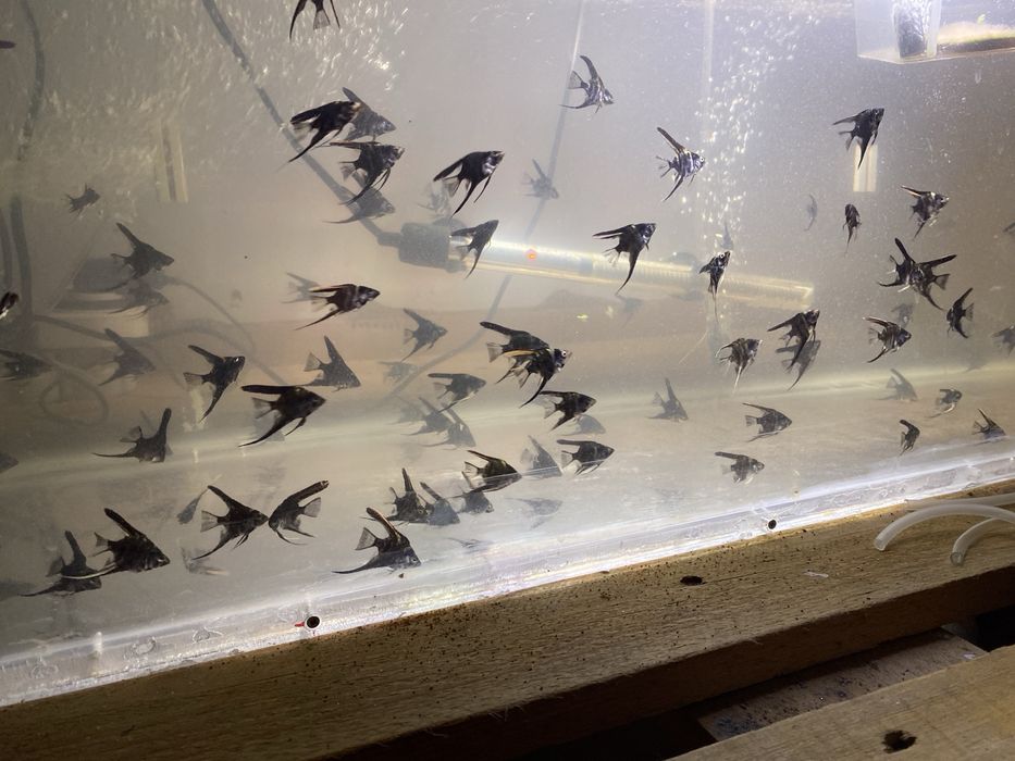 Escalares Black marble