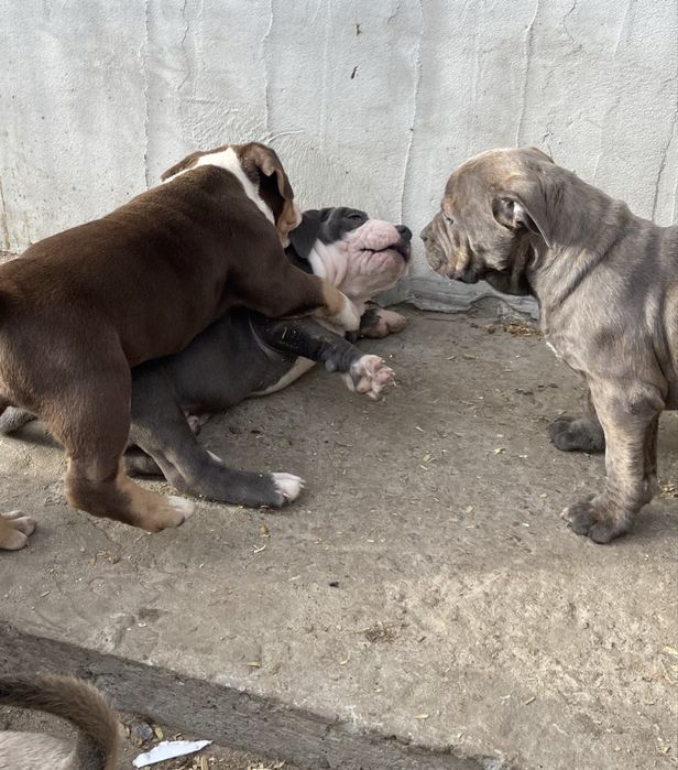 Американский булли стандарт хл