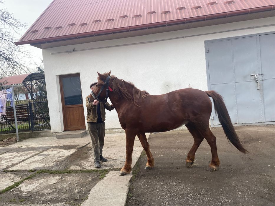 Продається кобила