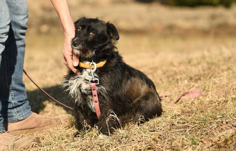 Cleo szuka domu, suczka, młoda