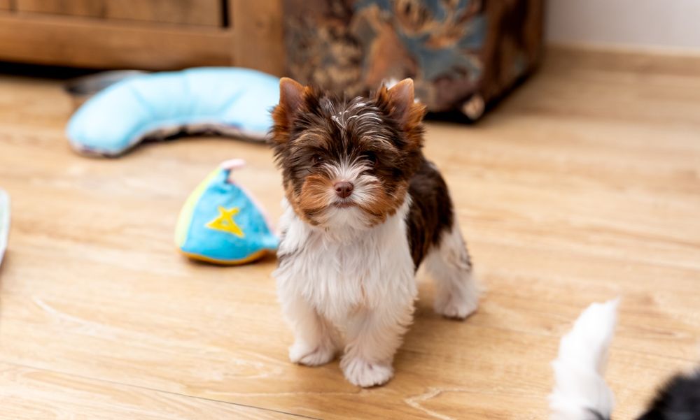 Yorkshire Terrier piesek biro Aron