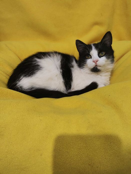 Кошенята котята (кошеня) до серця