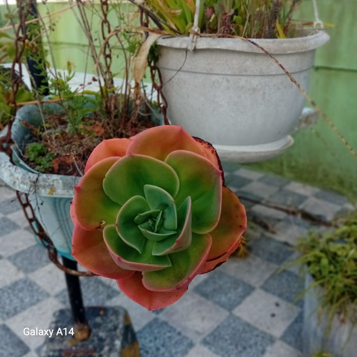 Suculenta Echeveria Mandala