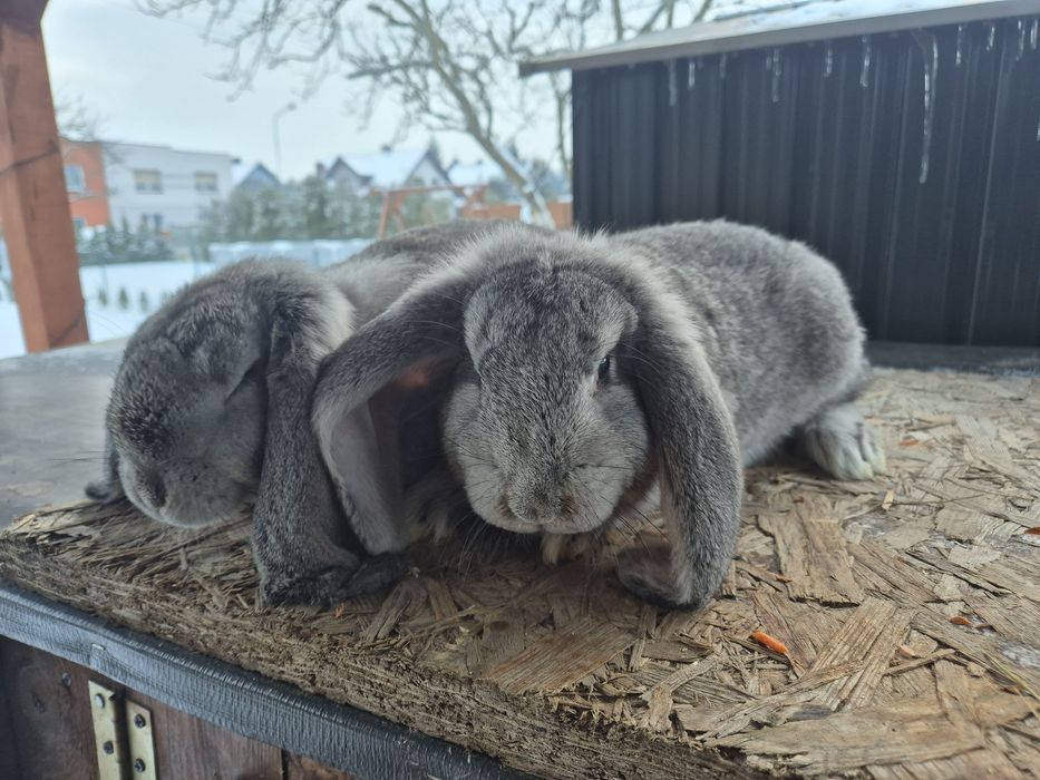 Królik baran francuski