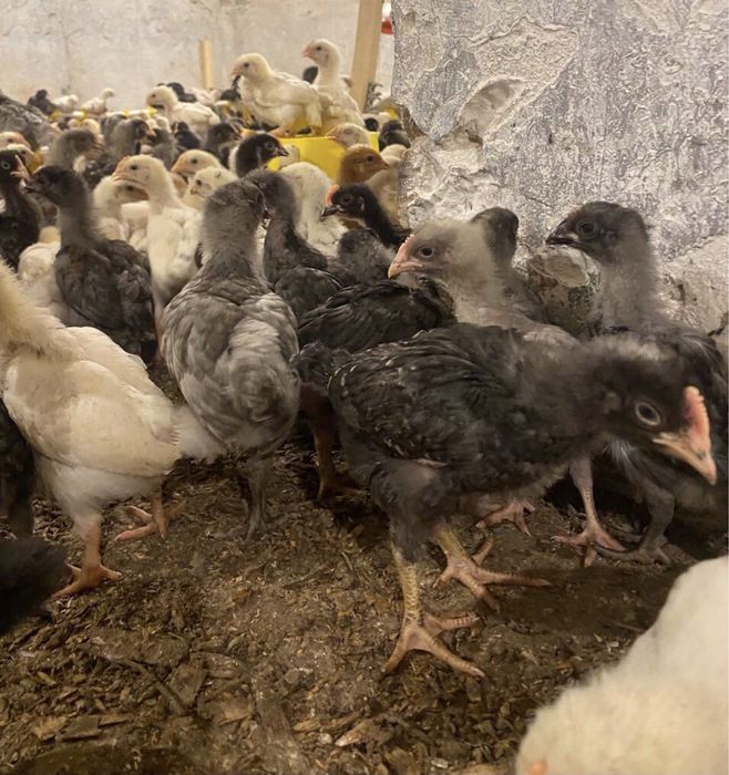 Підрощені курчата Домінант