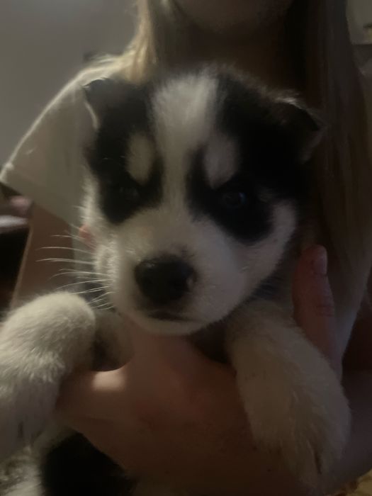 Продам цуценята хаскі