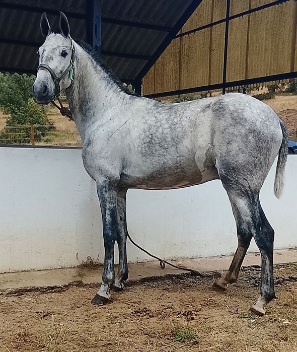 Poldro lusitano puro  .