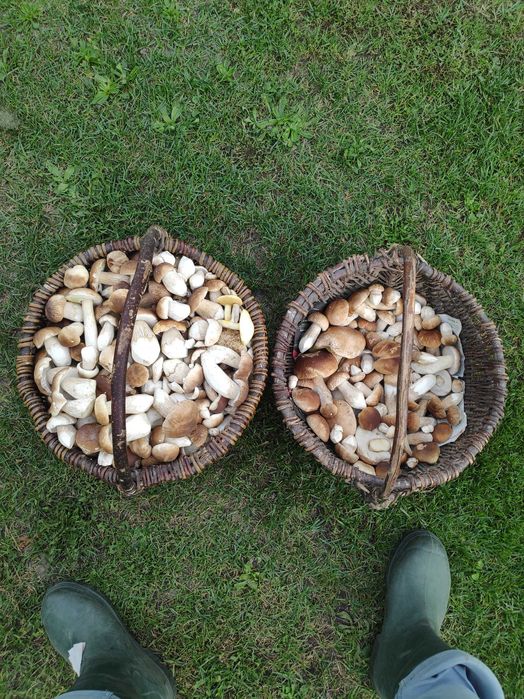 Grzyby marynowane zbiór 2025r.